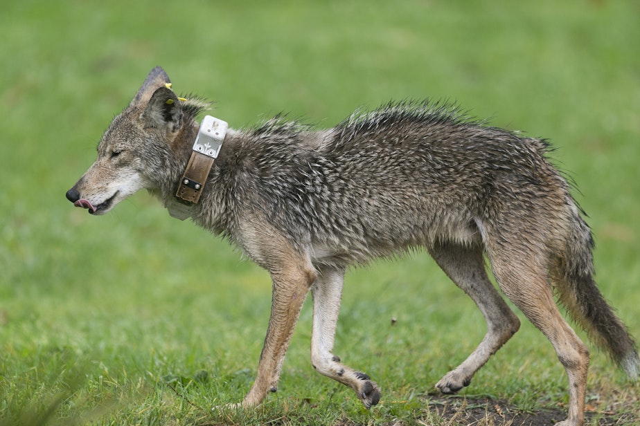 caption: A hungry wet coyote wearing a GPS radio collar roams the Elysian Park after a heavy rain Thursday, May 16, 2019, in Los Angeles. The National Park Services, NPS is monitoring the coyotes' locations to study how they survive in Los Angeles' urban environment. 