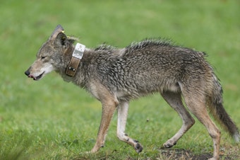 caption: A hungry wet coyote wearing a GPS radio collar roams the Elysian Park after a heavy rain Thursday, May 16, 2019, in Los Angeles. The National Park Services, NPS is monitoring the coyotes' locations to study how they survive in Los Angeles' urban environment. 