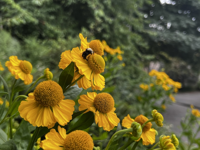caption: A bumblebee pollinates a flower in the Streissguth Gardens.
