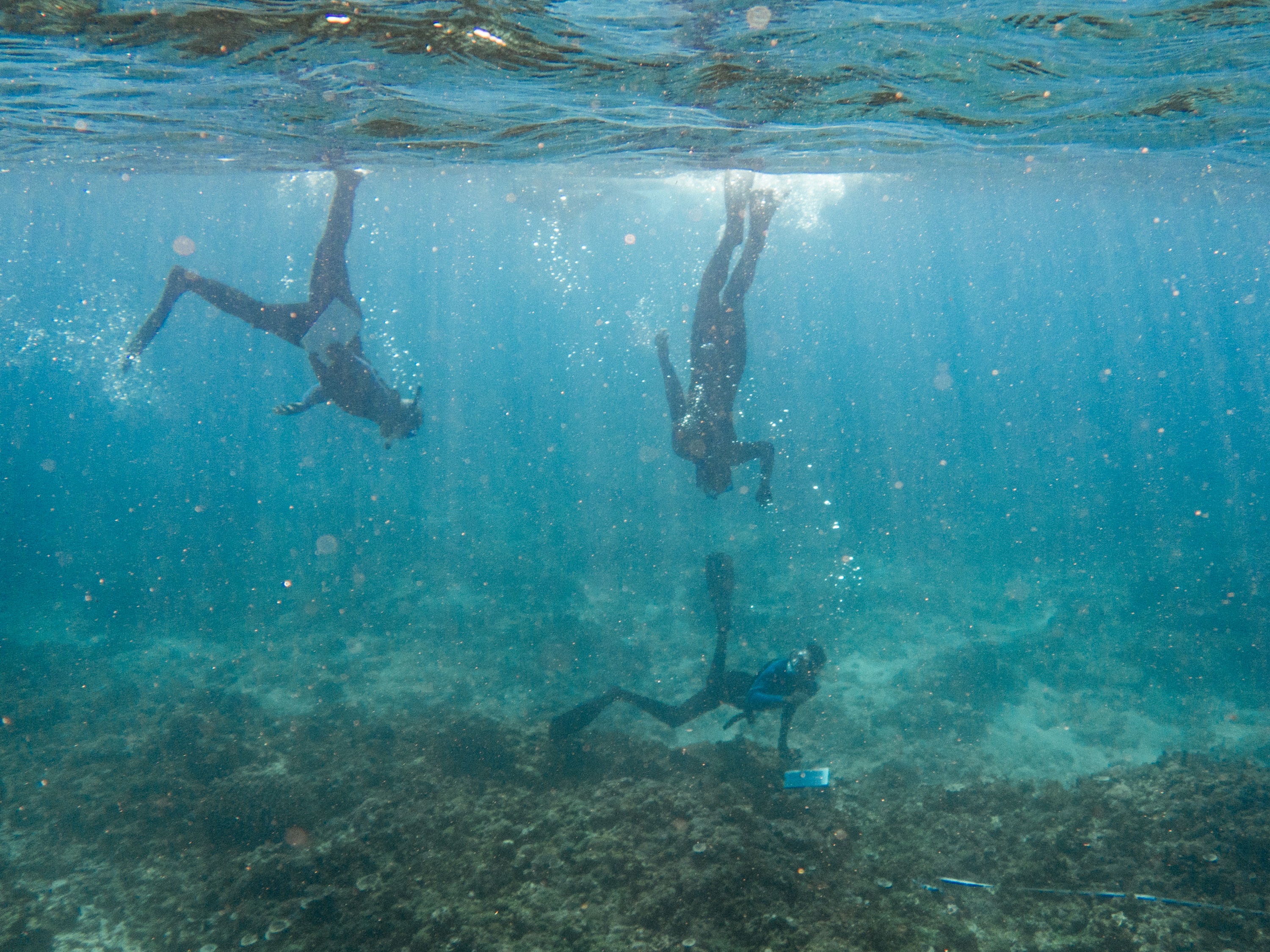 caption: Fishermen from the Vezo community have become "ocean monitors." Above: They're diving around a coral reef in Madagascar's Barren Isles to collect data that can be used to assess ocean health and improve conservation efforts.