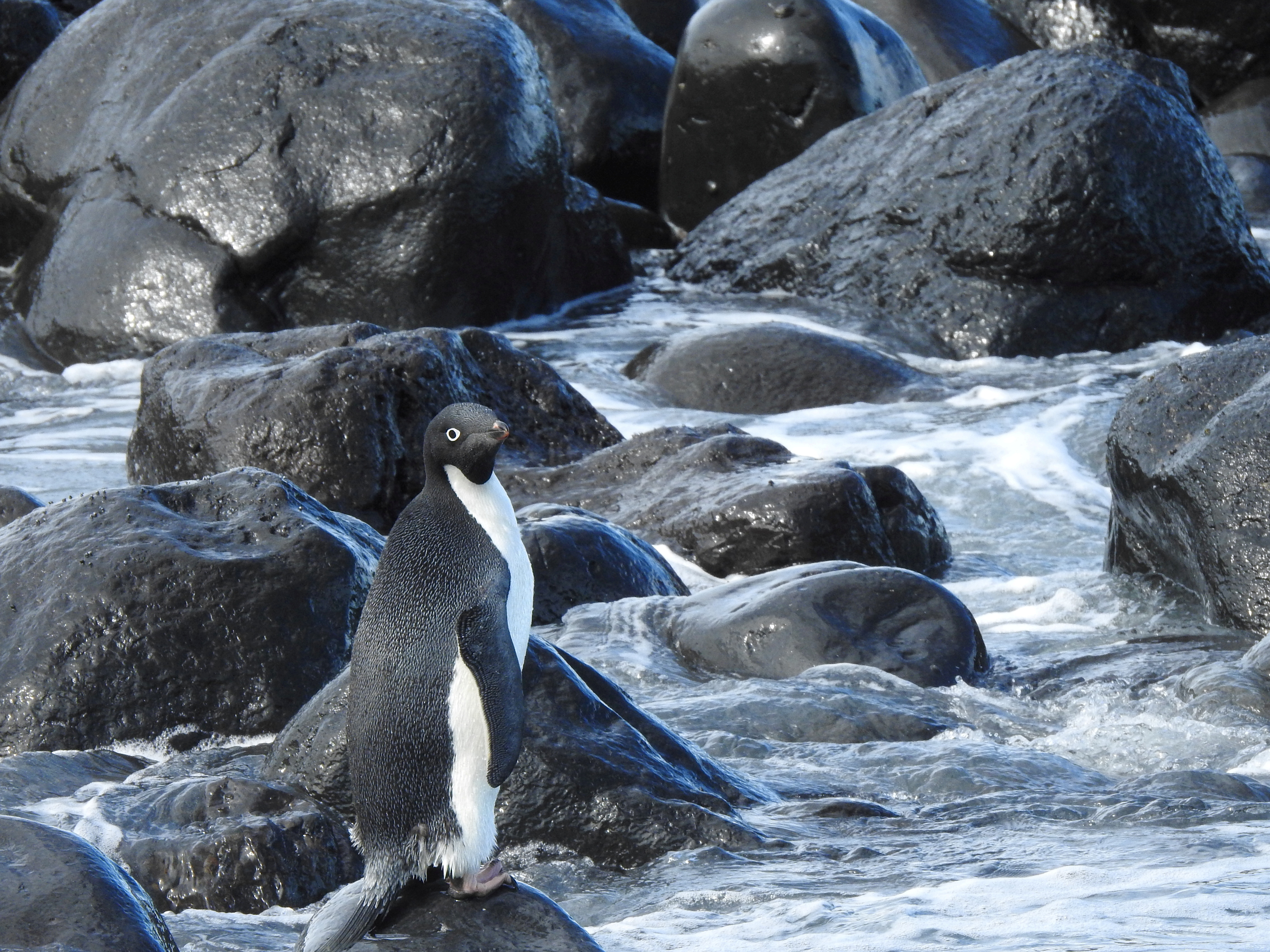 caption: The adventurous Adélie penguin is seen on the coast of Banks Peninsula in New Zealand on Friday after travelling from its natural habitat in Antarctica.