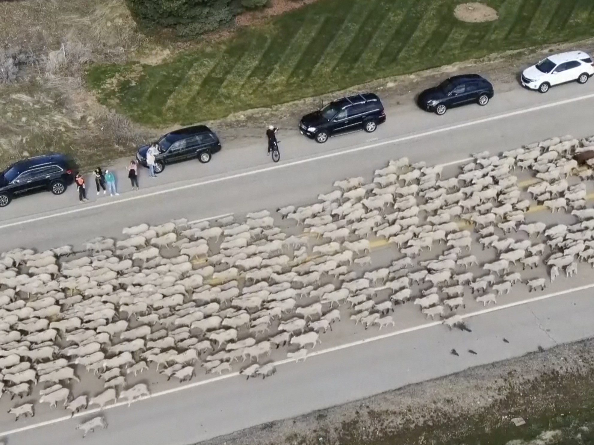 caption: In this screen grab from video provided by KTVB-TV, sheep move along state Highway 55 as they cross the road near Eagle, Idaho, on Monday.