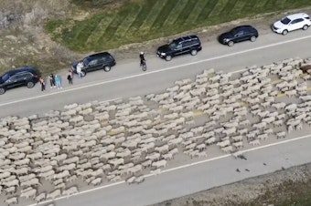 caption: In this screen grab from video provided by KTVB-TV, sheep move along state Highway 55 as they cross the road near Eagle, Idaho, on Monday.