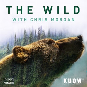 caption: The Wild with Chris Morgan Cover Art