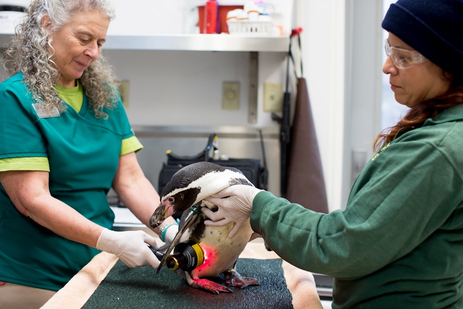 caption: Mr. Sea, a 27-year-old penguin at the Woodland Park Zoo in Seattle, receives laser treatment from vet tech Harmony Frazier. He's held by his keeper, Celine Pardo.