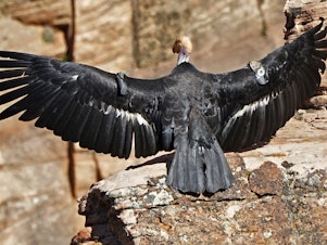 caption: In this May 13 photo provided by the National Park Service, this female California condor spreads her wings. Biologists have confirmed that she laid an egg that has hatched and there is a new baby condor at Zion National Park.