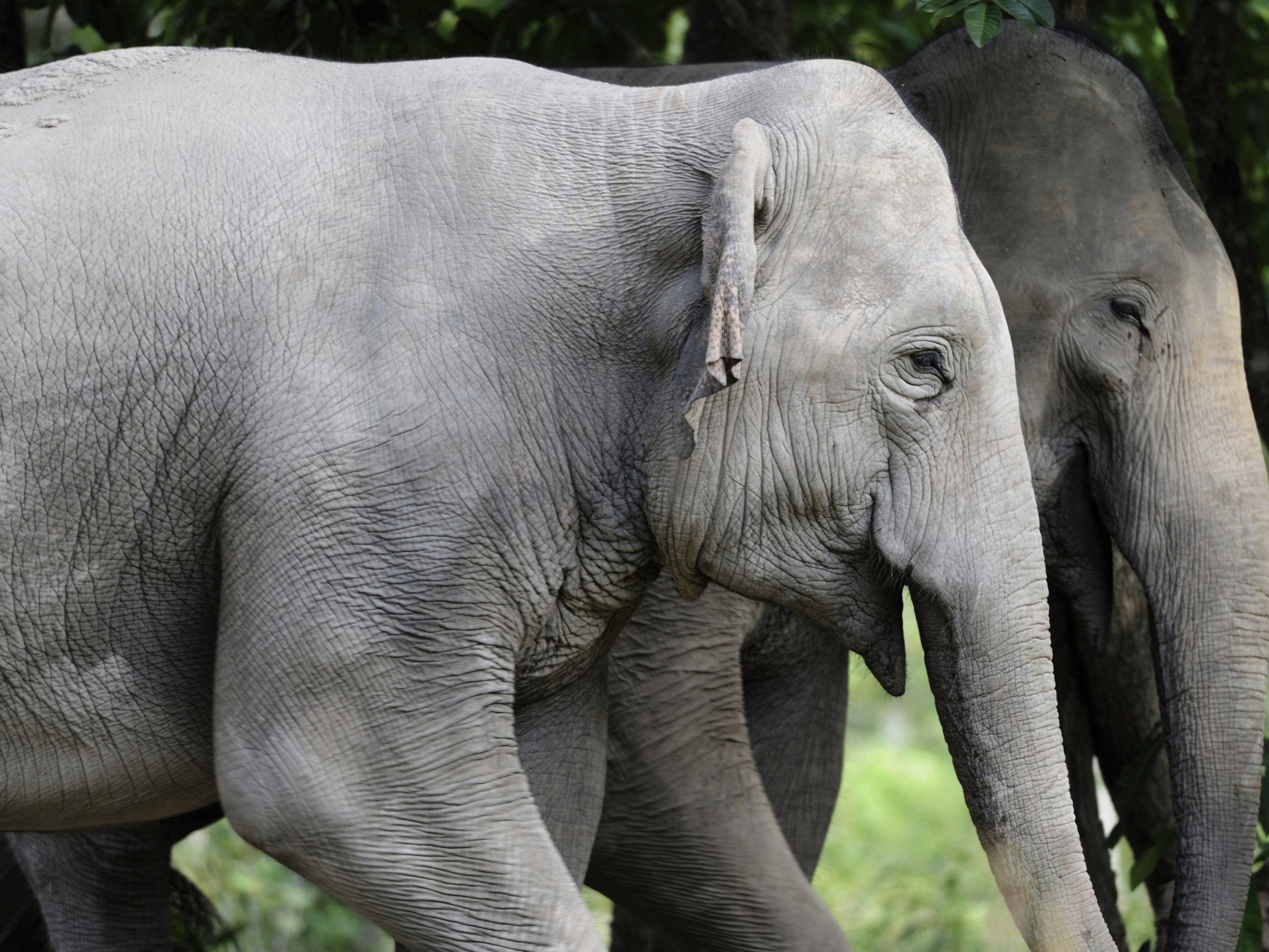caption: In this photo taken between 2020- 2021 and released by Fauna &amp; Flora, elephants roam at Prey Lang Wildlife Sanctuary in Preah Vihear province, Cambodia.