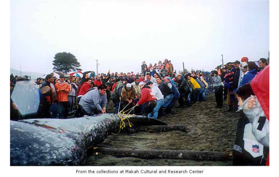 caption: Members of the Makah Tribe of Neah Bay, on the northwest tip of Washington state, pull in a whale on May 17, 1999, the tribe's last hunt. 