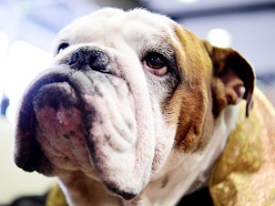 caption: With flattened faces, wrinkles and short airways, bulldogs are prone to health problems. A court in Norway banned the breeding of bulldogs unless it's to improve the breed's health.