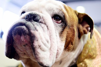 caption: With flattened faces, wrinkles and short airways, bulldogs are prone to health problems. A court in Norway banned the breeding of bulldogs unless it's to improve the breed's health.