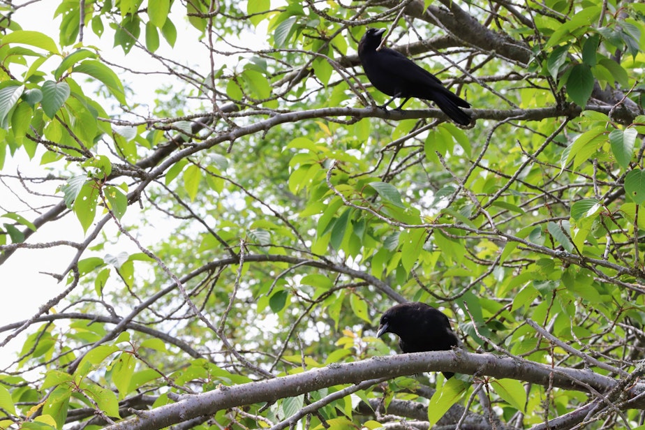 caption: Adult crows perch near a nest in Seward Park in Seattle.