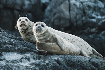 caption: Harbor seals. 