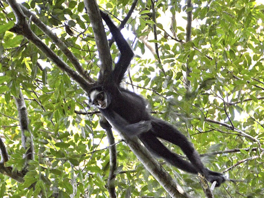 caption: An endemic white-fronted spider monkey, an endangered species due to habitat loss, climbs a branch in Cristalino II State Park in the state of Mato Grosso, Brazil in July 2019.