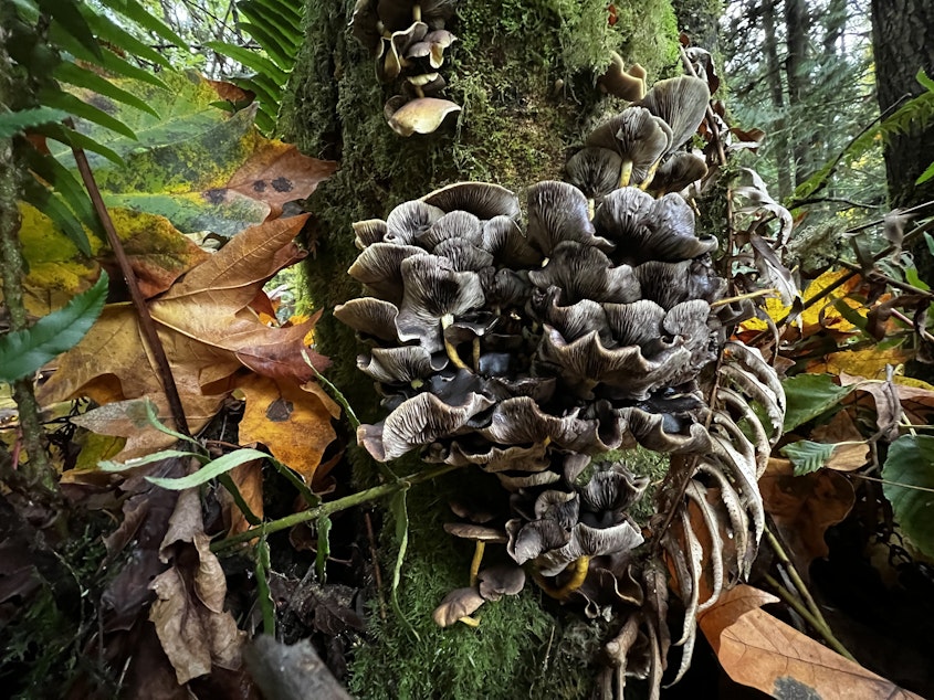 caption: A group of mushrooms grows from a tree in Lord Hill Regional Park, outside Monroe. 