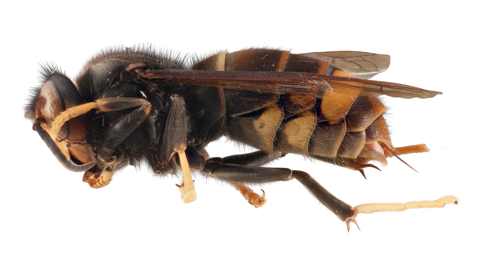 West Coast’s first yellow-legged hornet intercepted in Vancouver, Washington
