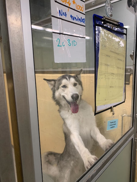 caption: A stray Husky who was brought to the Seattle Animal Shelter. Staff nicknamed him "Husky #1000" because so many of the breed come into the shelter.