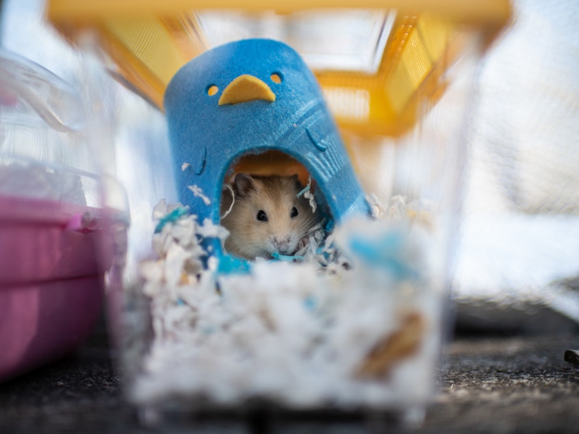 caption: A hamster sits in a cage after being adopted by volunteers who stopped an owner from surrendering it to the government outside the New Territories South Animal Management Centre on January 20, 2022 in Hong Kong, China.