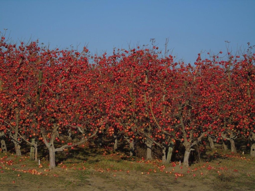 caption: Apples remain unpicked in December 2019 in an orchard near Wallula, Washington. 