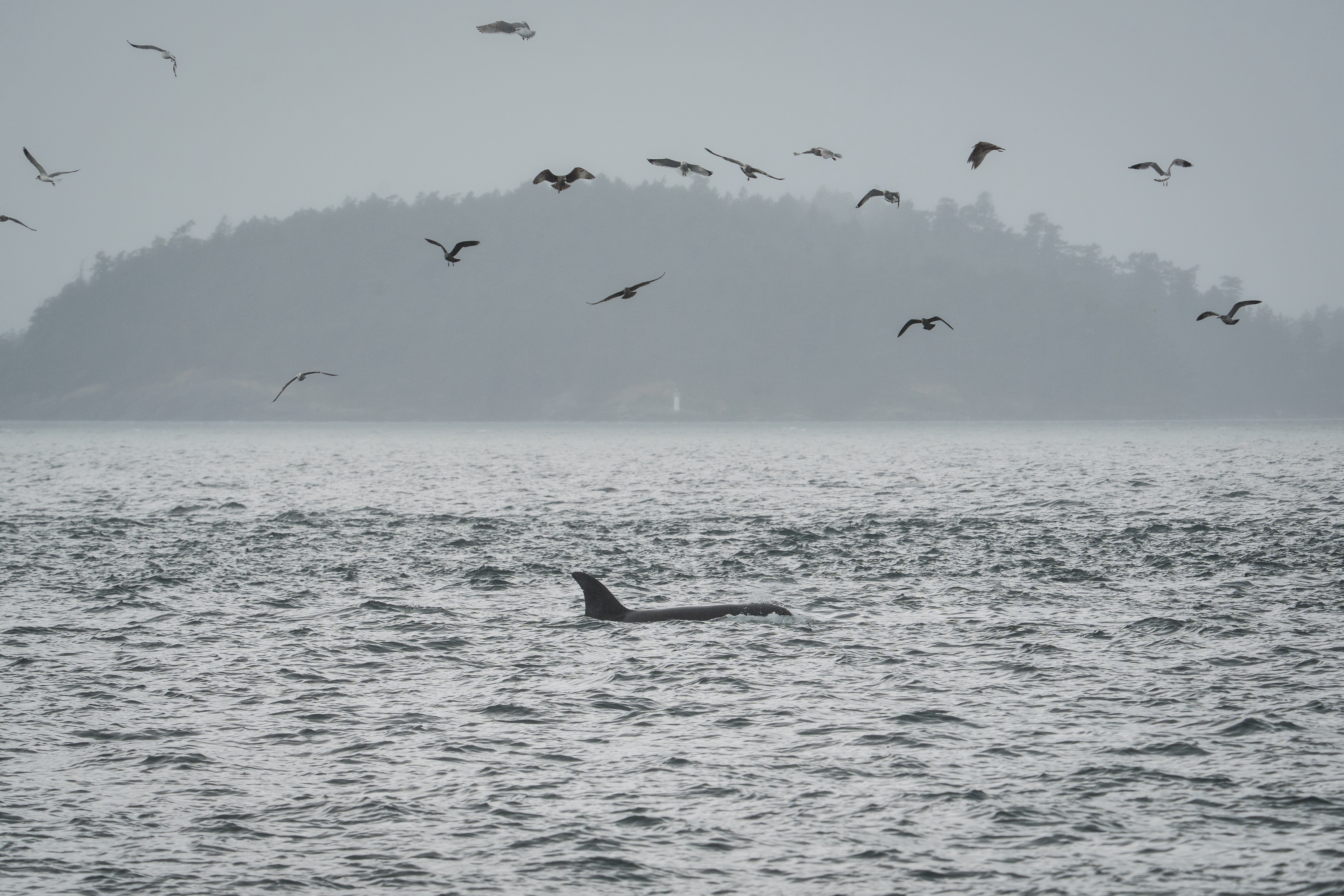 caption: An orca swims in the San Juan Islands, Wash., Saturday, Oct. 11, 2025. 