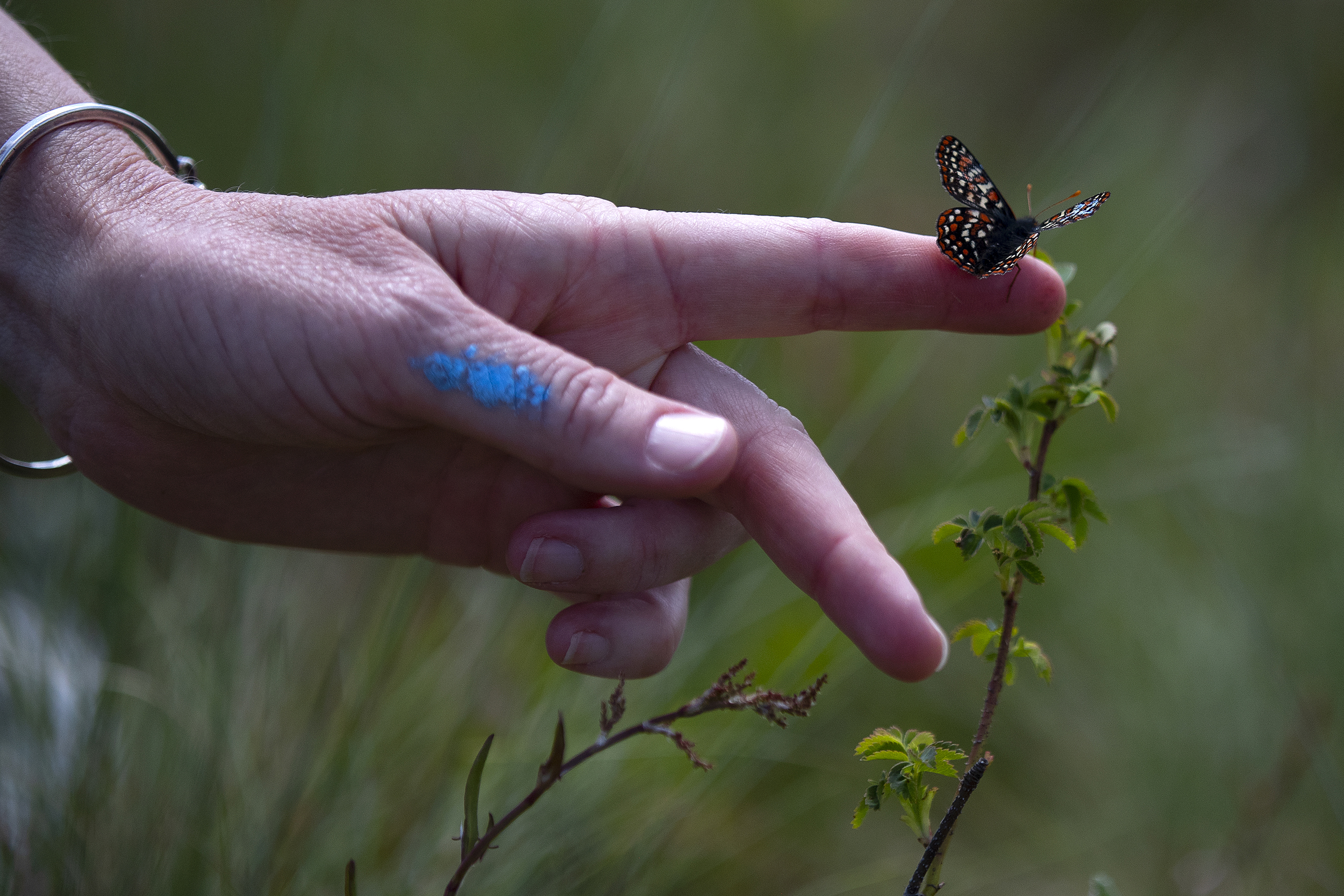 caption: Erica Henry, a prairie ecologist with the Washington Department of Fish and Wildlife, releases a Taylor’s checkerspot butterfly at Scatter Creek Wildlife Area on Wednesday, April 30, 2025, in Thurston County. 