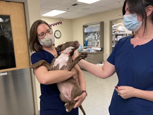 caption:  Dr. Kelly Sandmeier of Chambers Creek Veterinary Hospital in Lakewood, WA holds a three-month old pit bull that is being fostered by one of her staff members. Sandmeier's clinic is no longer accepting new patients and existing patients often have to wait three or four weeks for an appointment. It's a common story as demand for veterinary services increases amid persistent staffing shortages made worse by the pandemic.