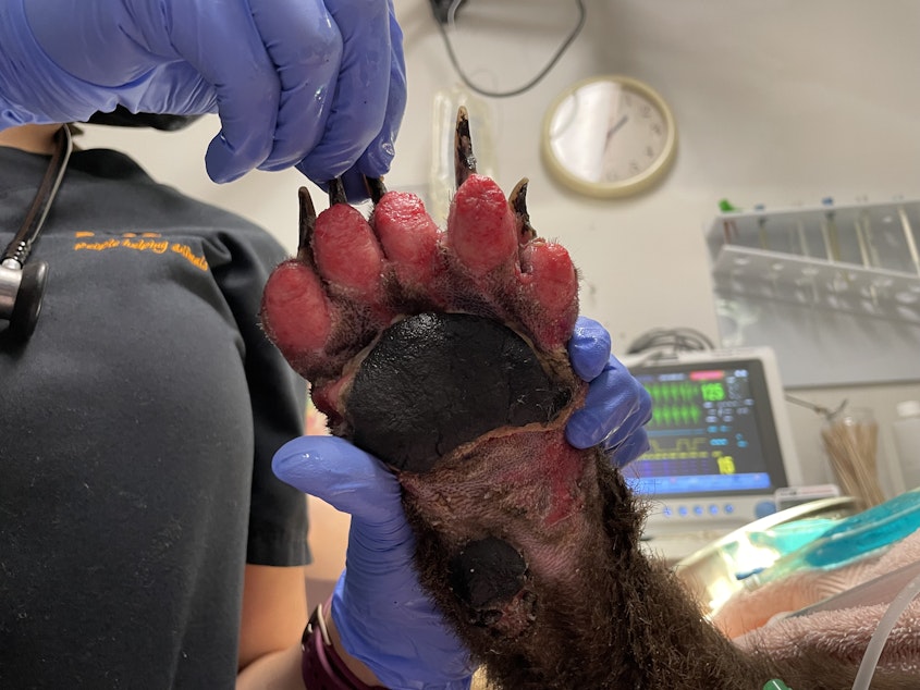 caption: A veterinarian shows the blistered paw of a bear cub burned in a wildfire.  