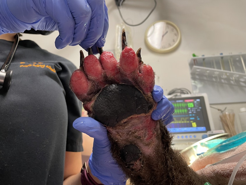 caption: A veterinarian shows the blistered paw of a bear cub burned in a wildfire.