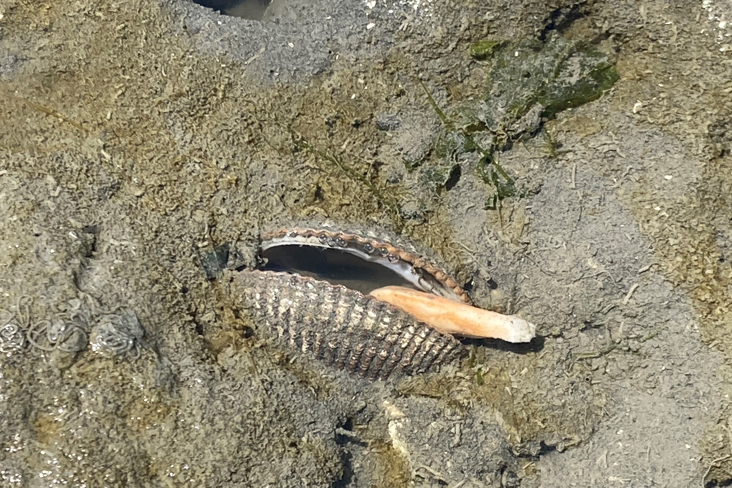 live clams underwater