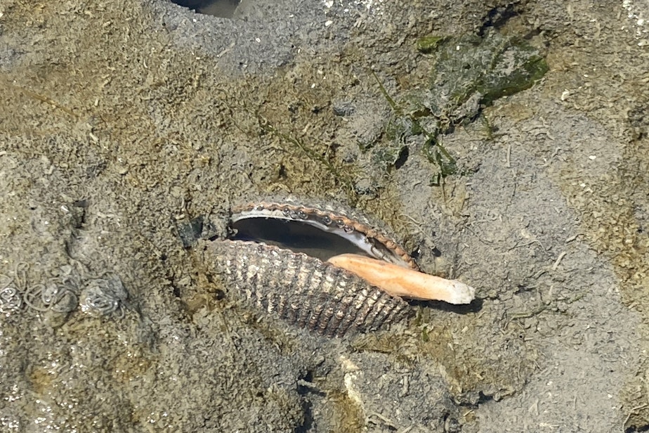 caption: A dead or dying cockle gapes at the surface on Fidalgo Bay near Anacortes on June 28.