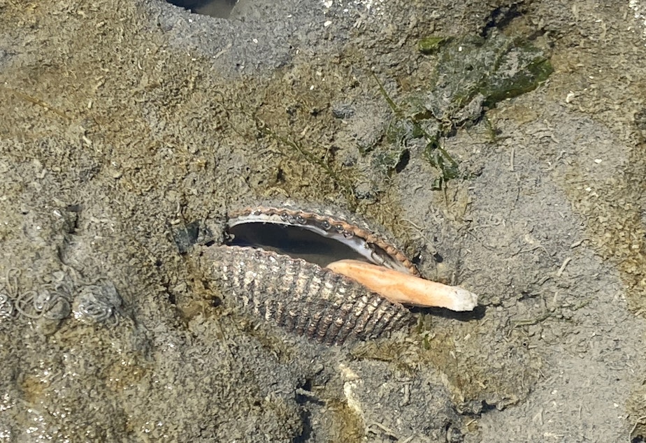 caption: A dead or dying cockle gapes at the surface on Fidalgo Bay near Anacortes on June 28.