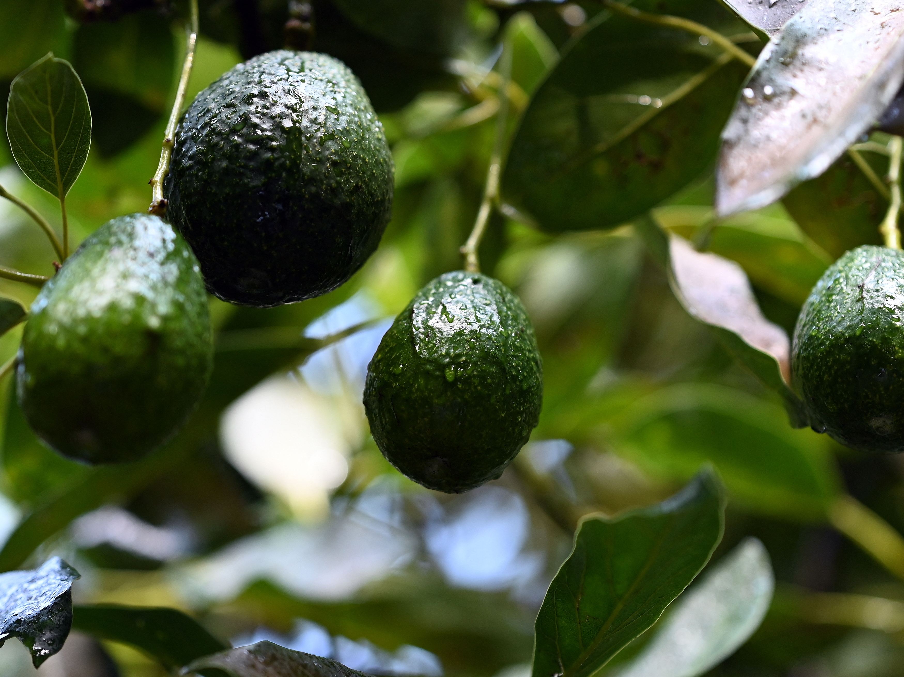 caption: Avocados grow on trees in an orchard in the municipality of Ario de Rosales, Michoacan state, Mexico, on Sept. 21, 2023. Tariffs on Mexican imports would have a big effect on avocados in the U.S.