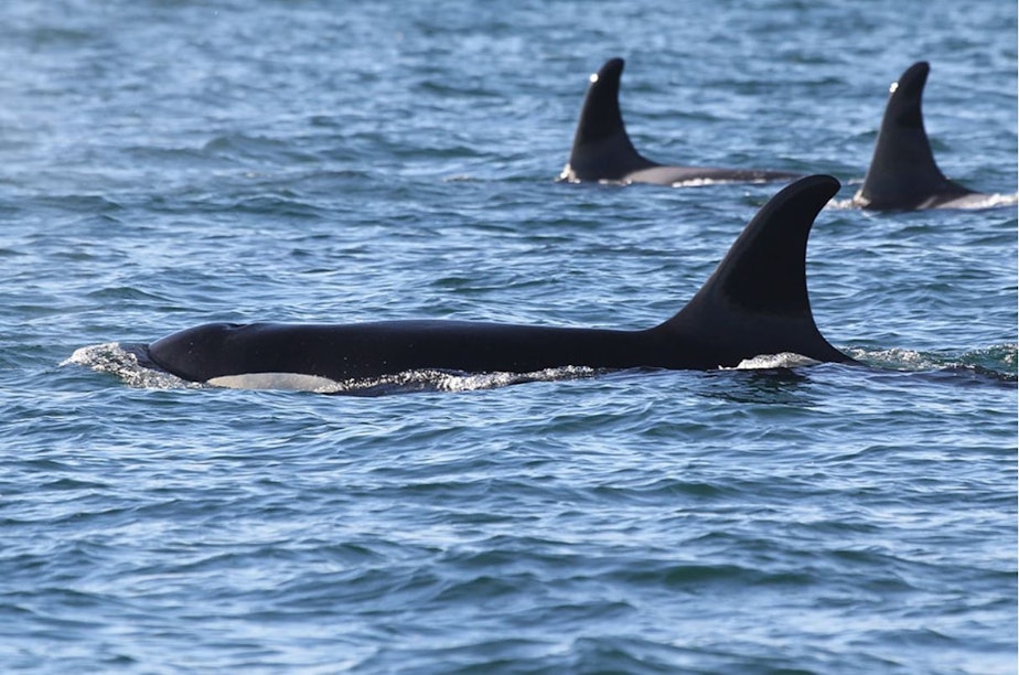 caption: Orca J17 in Haro Strait on New Year's Eve.