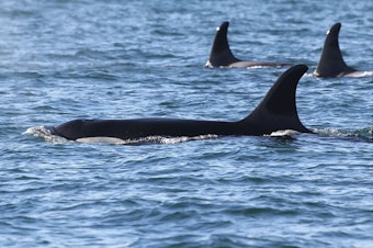 caption: Orca J17 in Haro Strait on New Year's Eve.