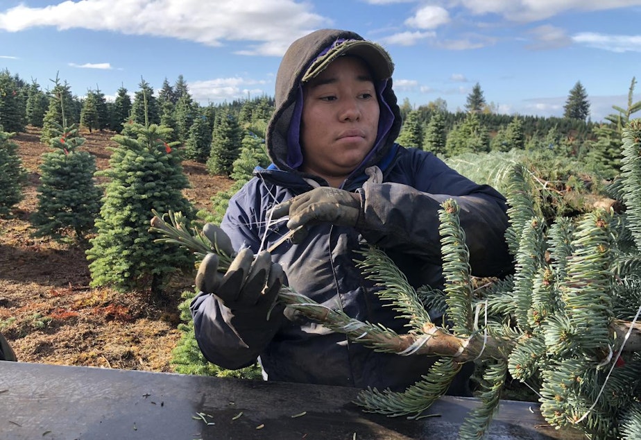 caption: Jessica Garcia runs a baler machine at Silver Bells Tree Farm. It bundles each Christmas tree for transport to stores across the country and globe.