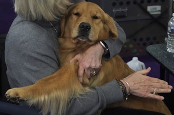 caption: A new study claims that dogs exhibit emotional tearing like humans do.