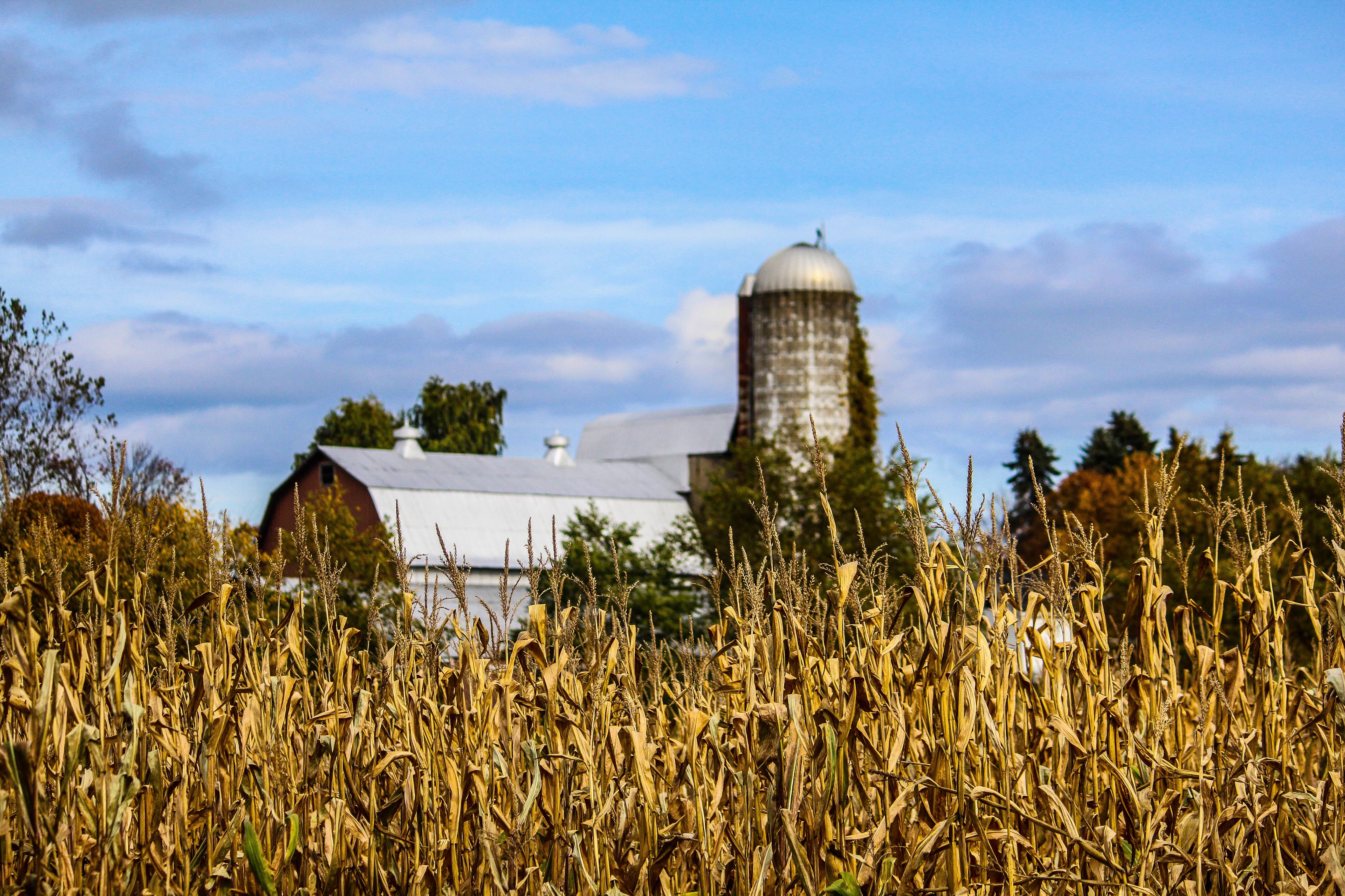 caption: A farm sits behind a field of corn