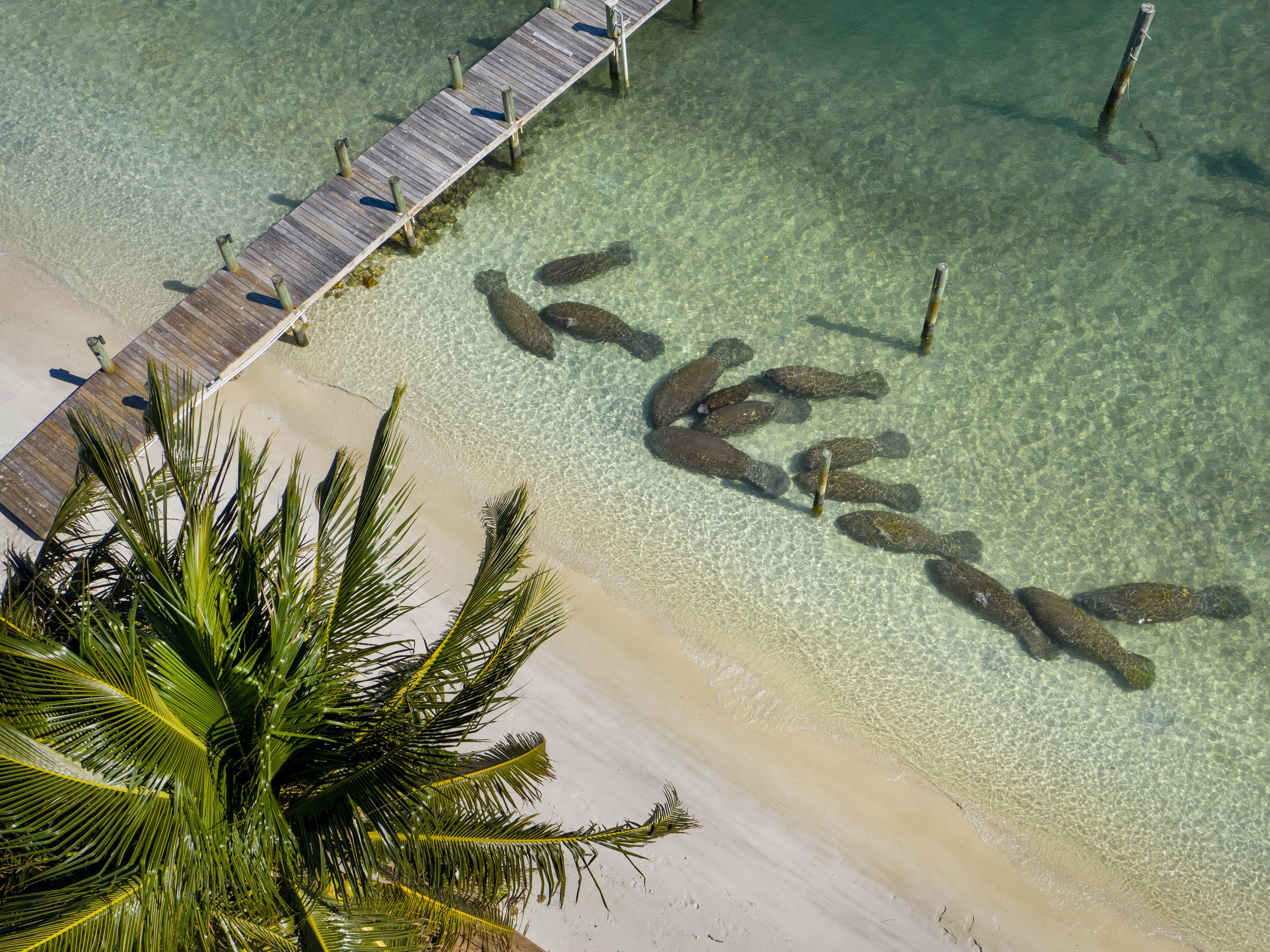 caption: Manatees crowd together near the warm-water outflows from Florida Power & Light's plant in Riviera Beach, Fla., on Feb. 5. More manatees have died already in 2021 than in any other year in Florida's recorded history, primarily from starvation due to the loss of seagrass beds.