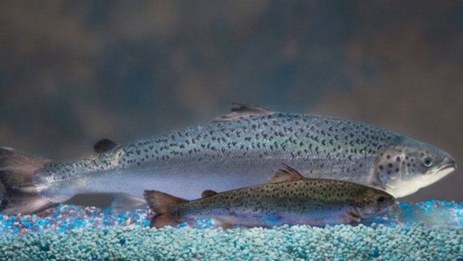 caption: By engineering a regular Atlantic salmon, front, with a chinook gene that instructs growth hormones, AquaBounty can produce a faster-growing genetically modified salmon, back. Here's a comparison of the two at the same age. CREDIT: AquaBounty Technologies