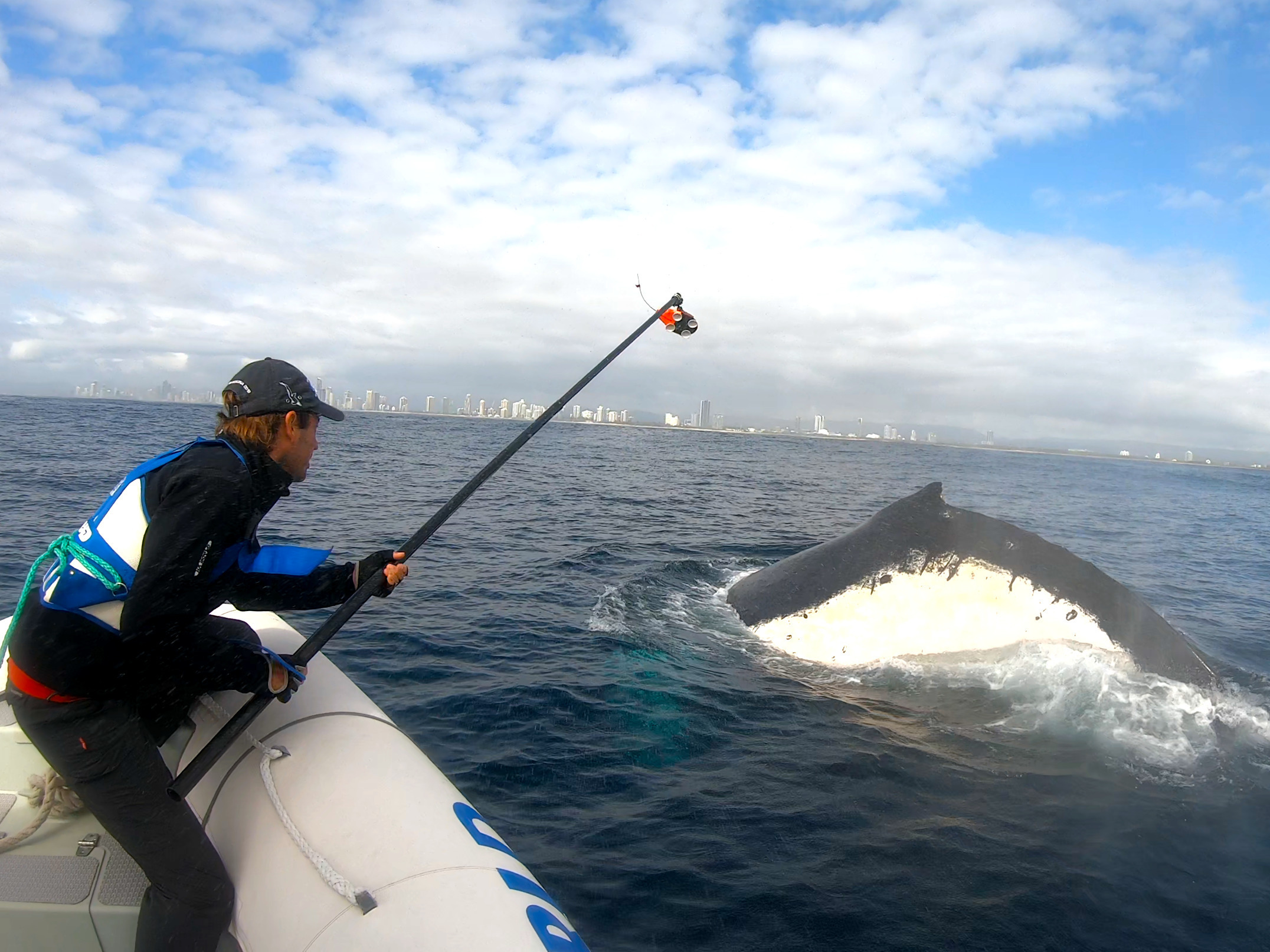 caption: Marine scientists Jan-Olaf Meynecke attaches video-enabled tracking tags to humpback whales near Brisbane, Australia. While collecting data for a larger project on the whales' migration patterns and climate change, Meynecke and his colleagues discovered a new behavior they call "sand rolling."