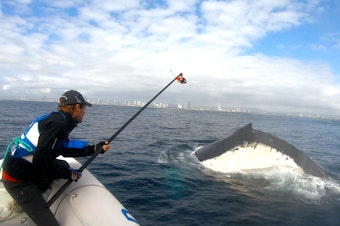 caption: Marine scientists Jan-Olaf Meynecke attaches video-enabled tracking tags to humpback whales near Brisbane, Australia. While collecting data for a larger project on the whales' migration patterns and climate change, Meynecke and his colleagues discovered a new behavior they call "sand rolling."