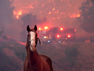 caption: Horses are spooked by the Woolsey Fire near Paramount Ranch on Nov. 9, 2018, in Agoura Hills, Calif.