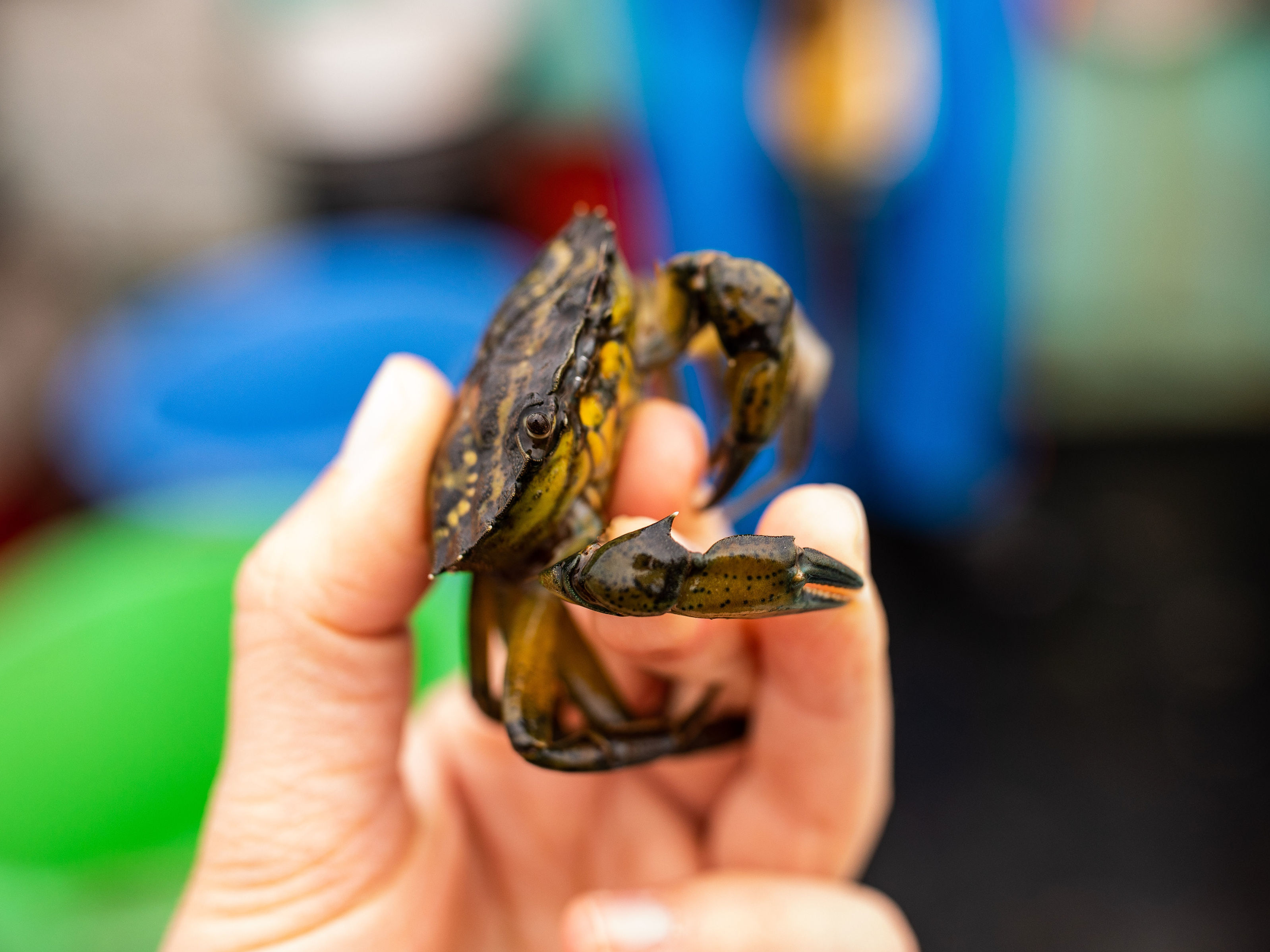 caption: A green crab caught off the coast of New Hampshire.