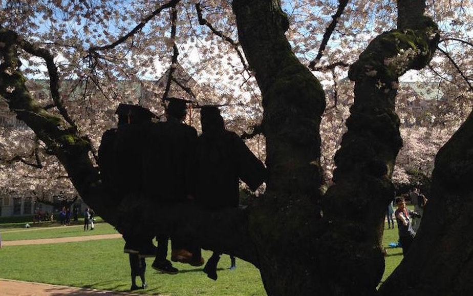 caption: University of Washington students in caps and gowns and cherry blossoms.