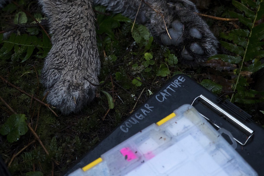 caption: The paws of Bramble, a 3-year-old female cougar are shown during a cougar capture mission on Wednesday, January 29, 2020, between the Lyre river and Sadie Creek on the Olympic Peninsula.