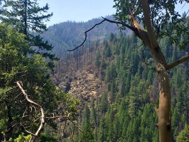 caption: <p>The Miller Complex Fire burned in Southern Oregon and Northern California in 2017. The fire killed some trees, but also left many trees alive.</p>