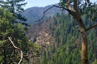 caption: <p>The Miller Complex Fire burned in Southern Oregon and Northern California in 2017. The fire killed some trees, but also left many trees alive.</p>