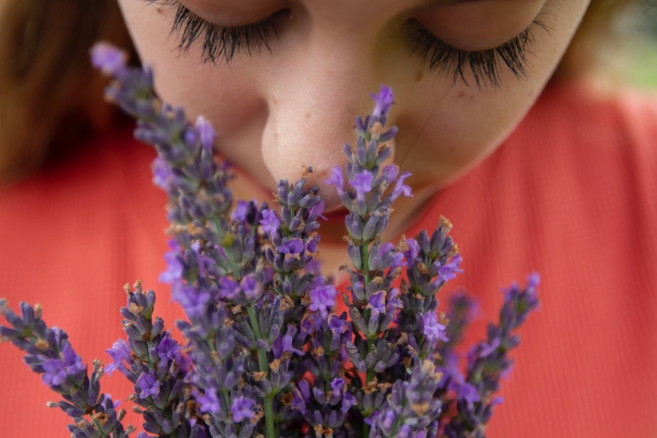 Smelling Fresh Lavender Blooms