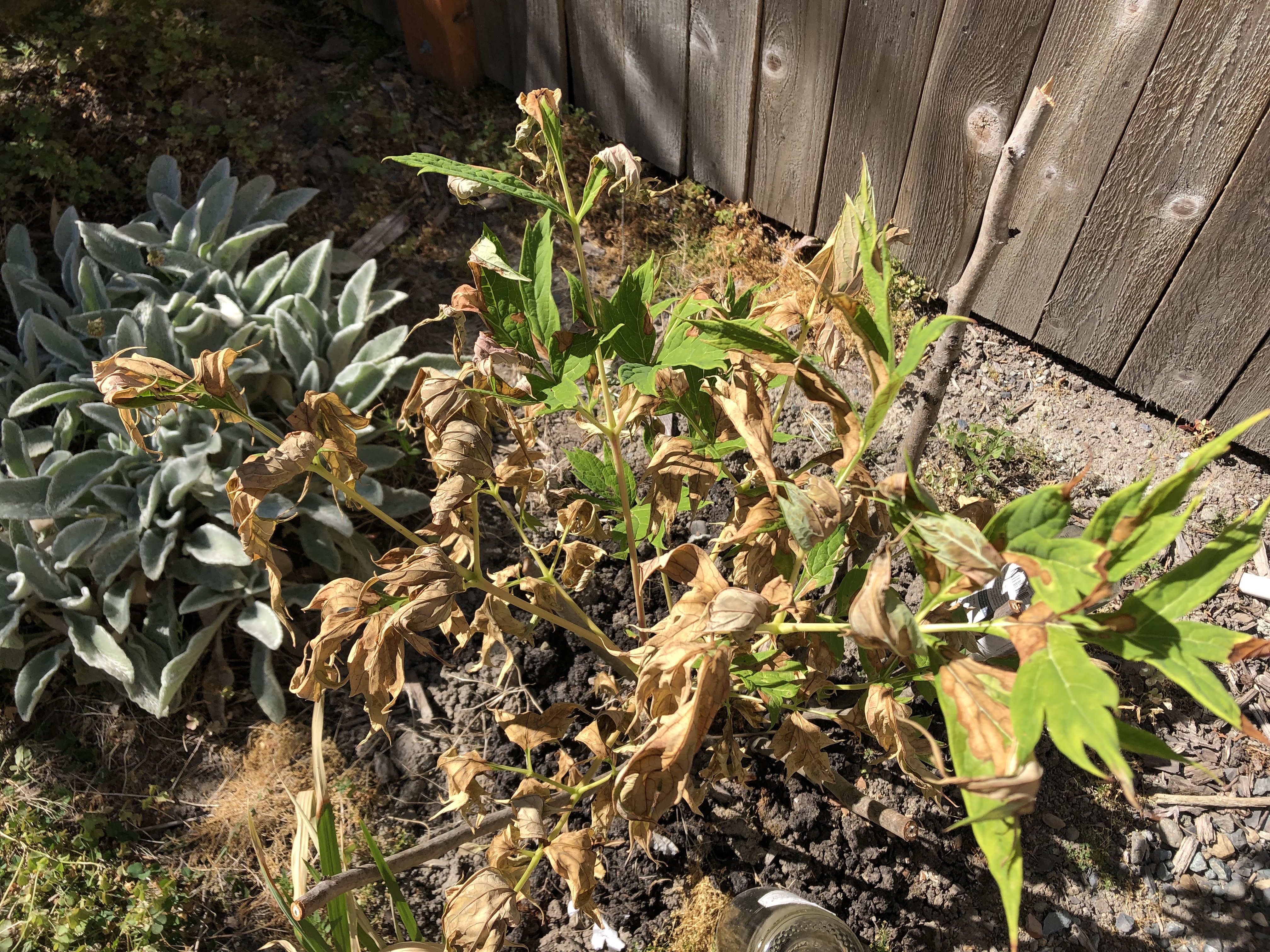 caption: This young peony tree took a beating during June's heat wave.
