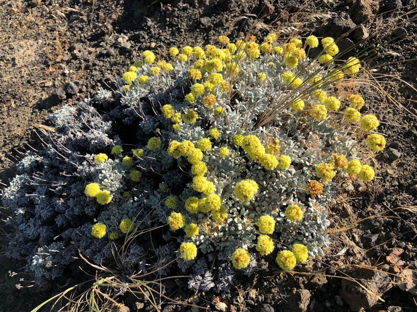 caption: Umtanum desert buckwheat only grows at Hanford Reach National Monument. Now, researchers are trying to plant it at Cowiche Canyon Conservancy, which would be the second population of the plant in the world.