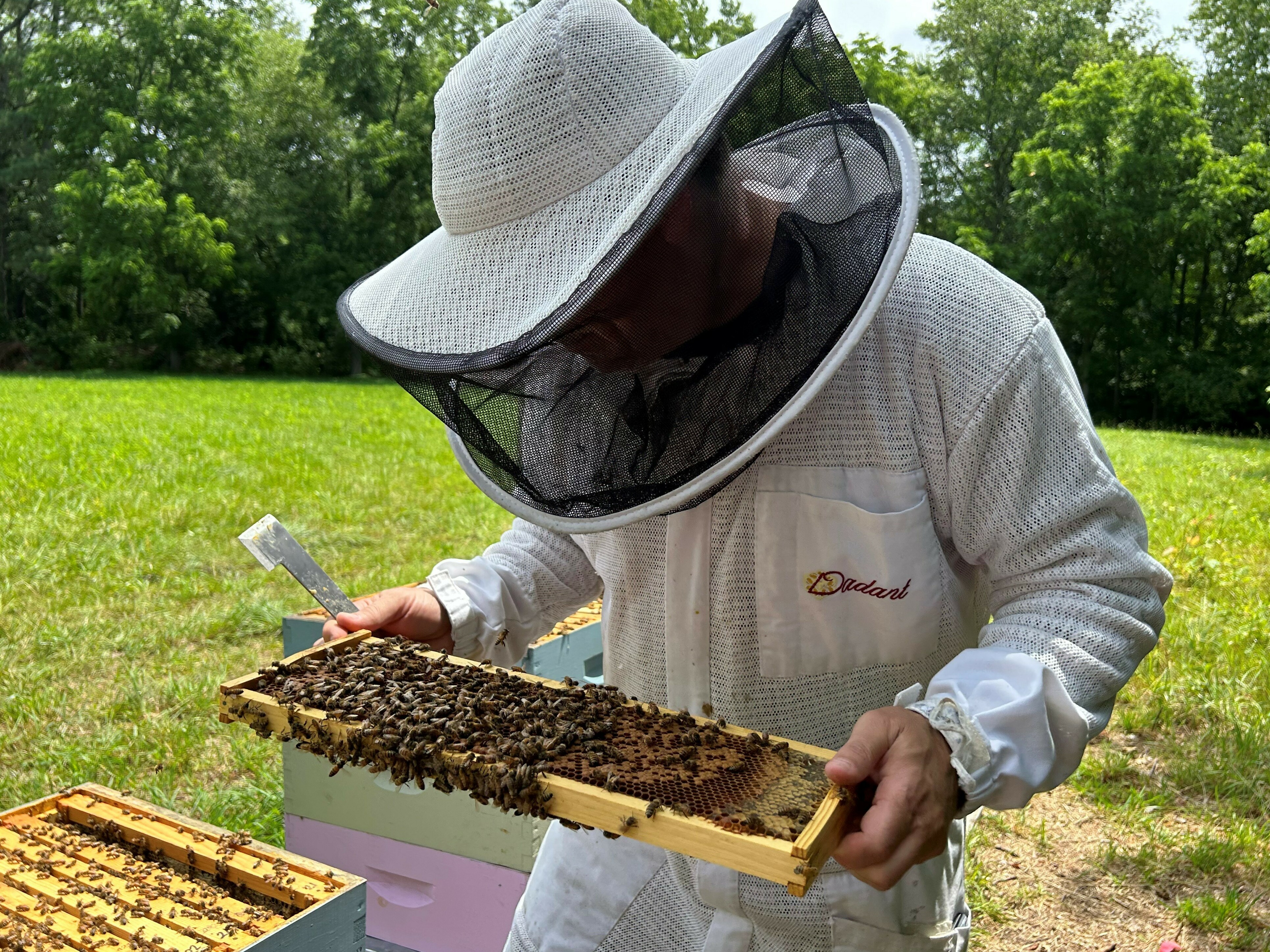 caption: Beekeeper Steven Reese inspects his hives at Bennett Orchards in Frankford, Del.